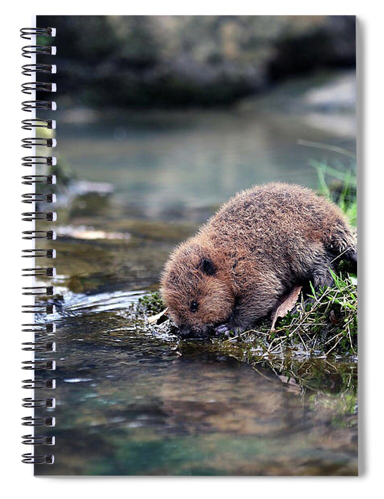  Spiral Notebook featuring the photograph Baby Beaver by William Rainey