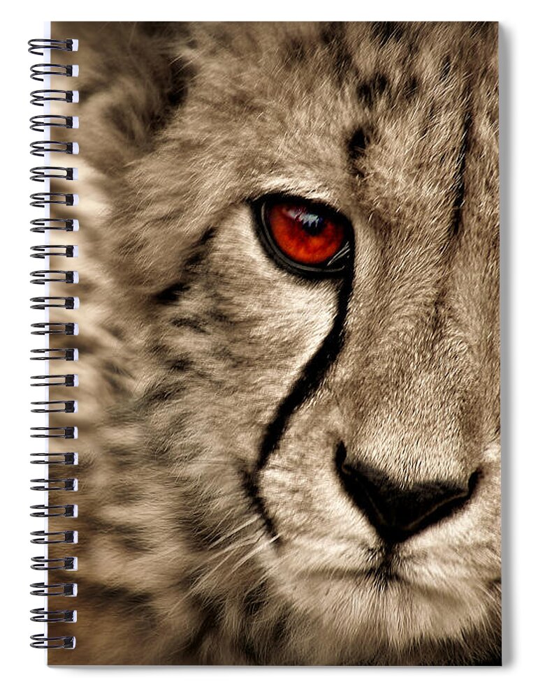 Baby Cheetah Spiral Notebook featuring the photograph Baby Cheetah by Micki Findlay
