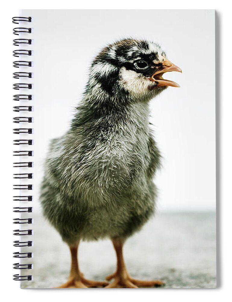 Chick Spiral Notebook featuring the photograph Baby Chicken Clucking by Ada Weyland
