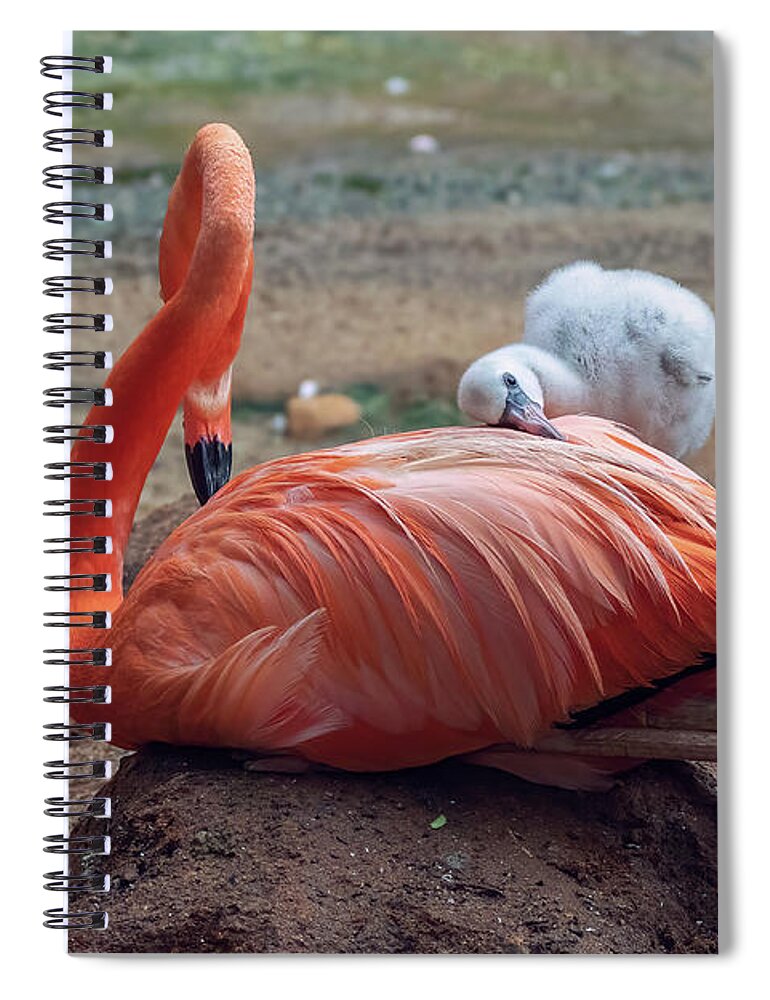 Aiken Sc Spiral Notebook featuring the photograph Baby Flamingo 14 Days Old 3 by Steve Rich