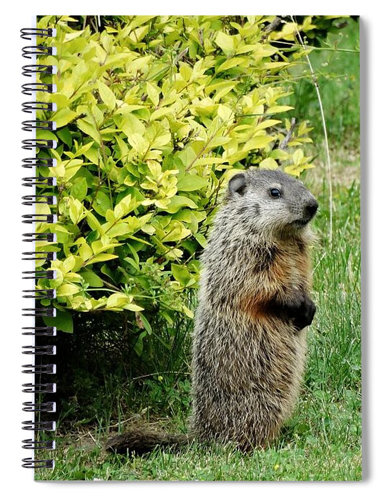 Groundhog Spiral Notebook featuring the photograph Baby Groundhog Poses By Golden Privets by Susan Sam