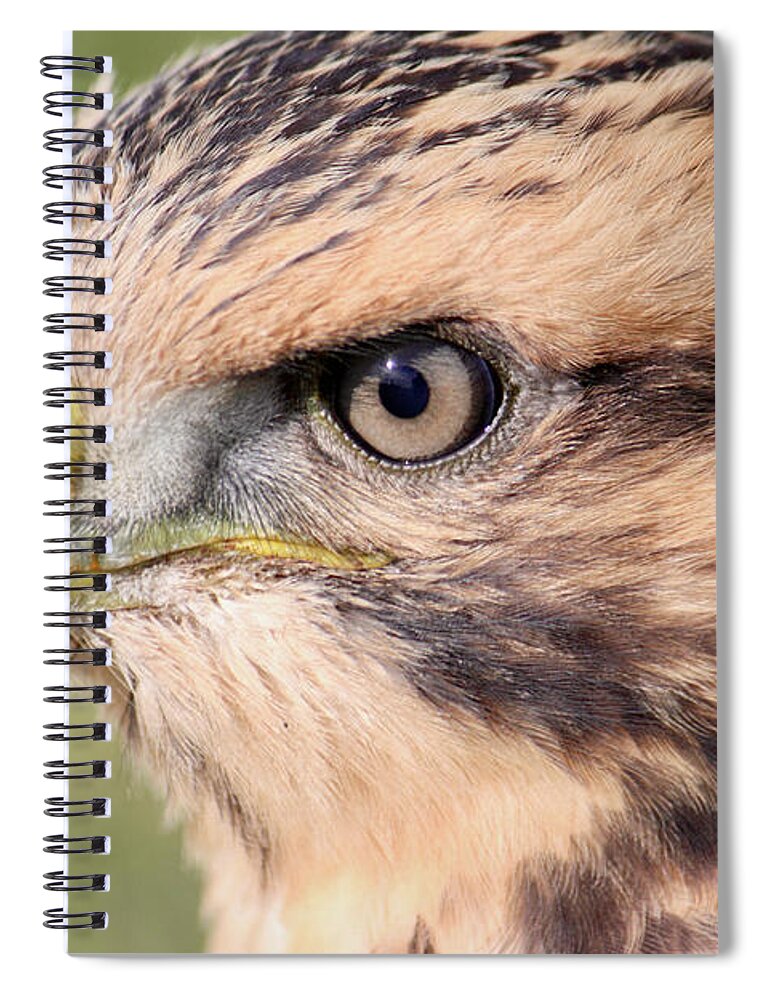 Alberta Spiral Notebook featuring the photograph Baby Hawk by Wilko van de Kamp Fine Photo Art