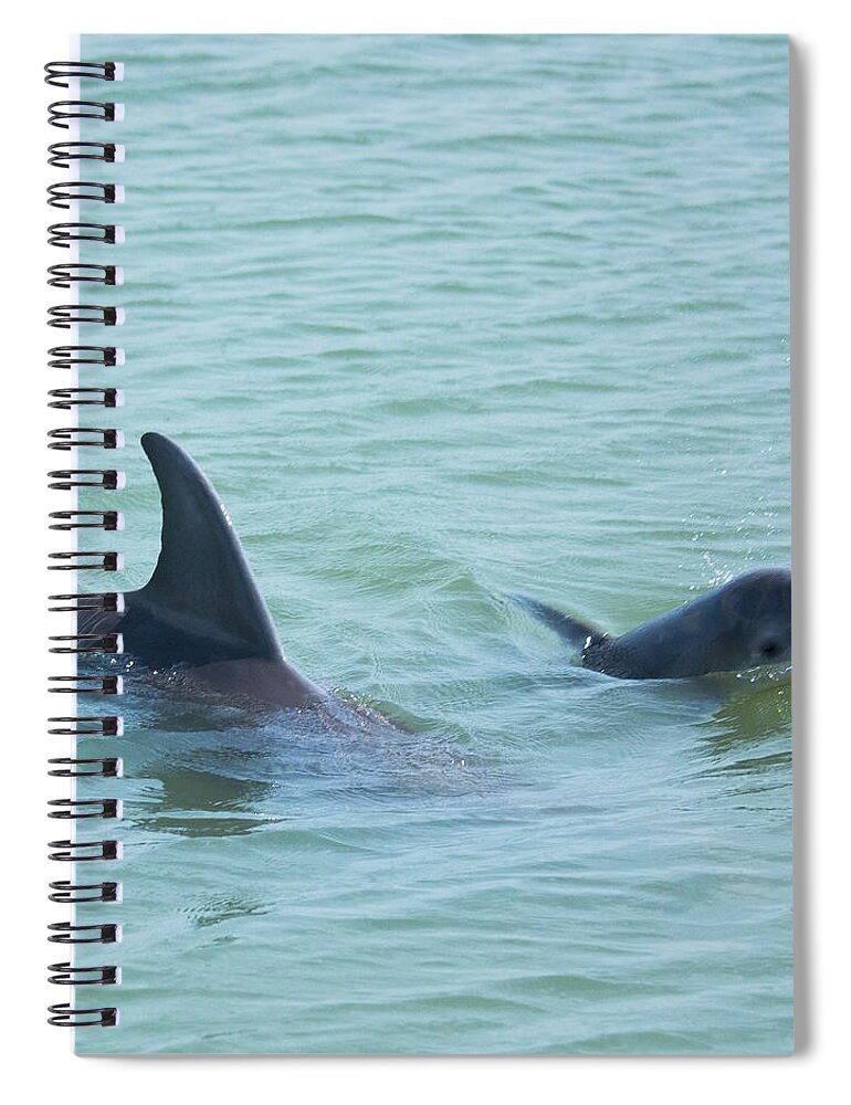 Dolphin Spiral Notebook featuring the photograph Baby Joy by Patricia Schaefer