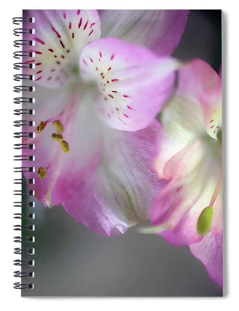 Baby Pink Peruvian Lily Spiral Notebook featuring the photograph Baby Pink Peruvian Lily by Gwen Gibson
