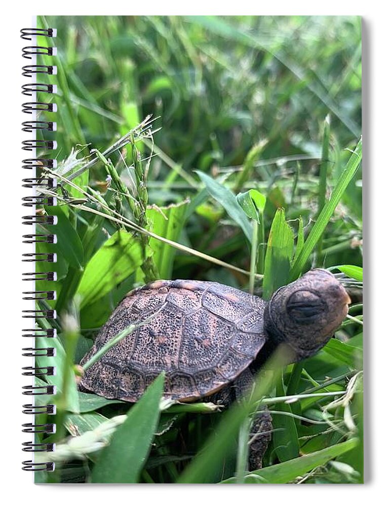  Spiral Notebook featuring the photograph Baby Turtle by Annamaria Frost