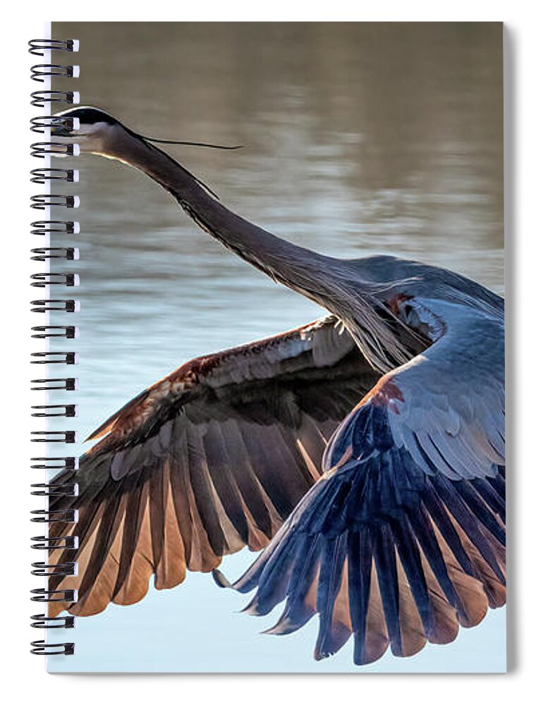 Heron Spiral Notebook featuring the photograph Backlit Feathers by James Barber