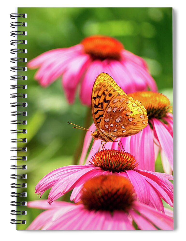 Great Spangled Fritillary Butterfly Spiral Notebook featuring the photograph Backlit Fritillary Butterfly on Coneflower I by Marianne Campolongo