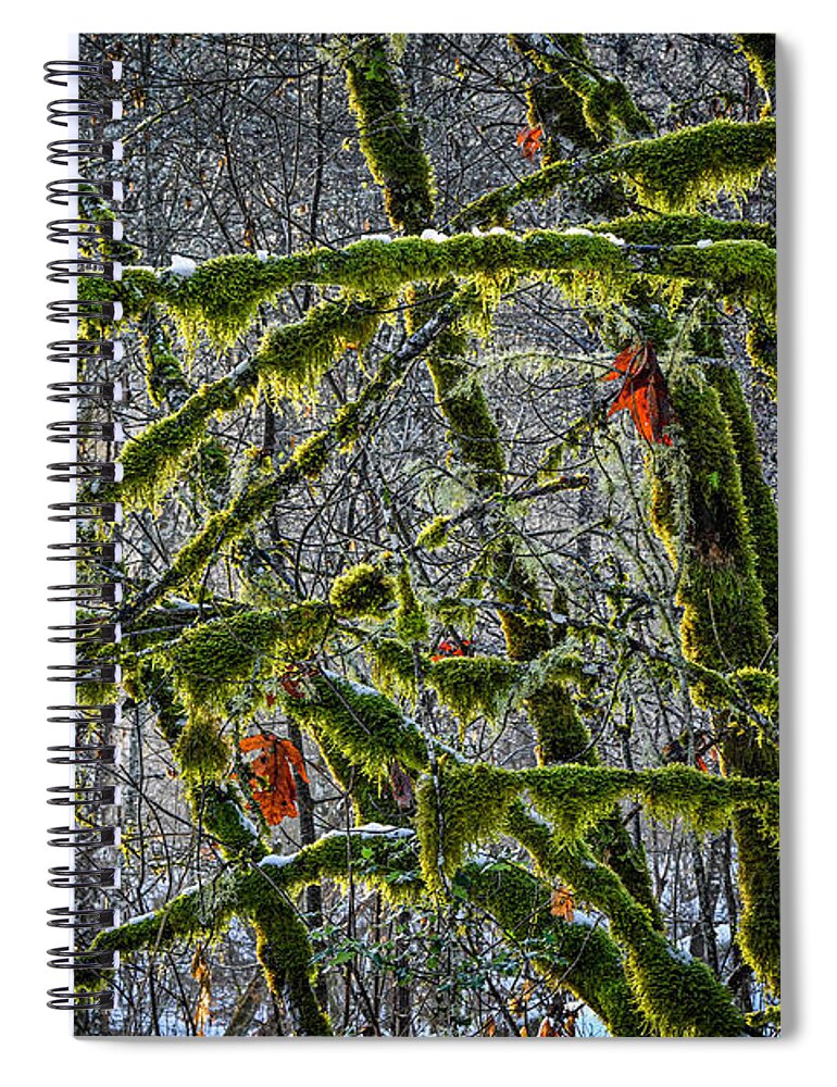British Columbia Spiral Notebook featuring the photograph Backlit mossy maple trees, by Michael Wheatley