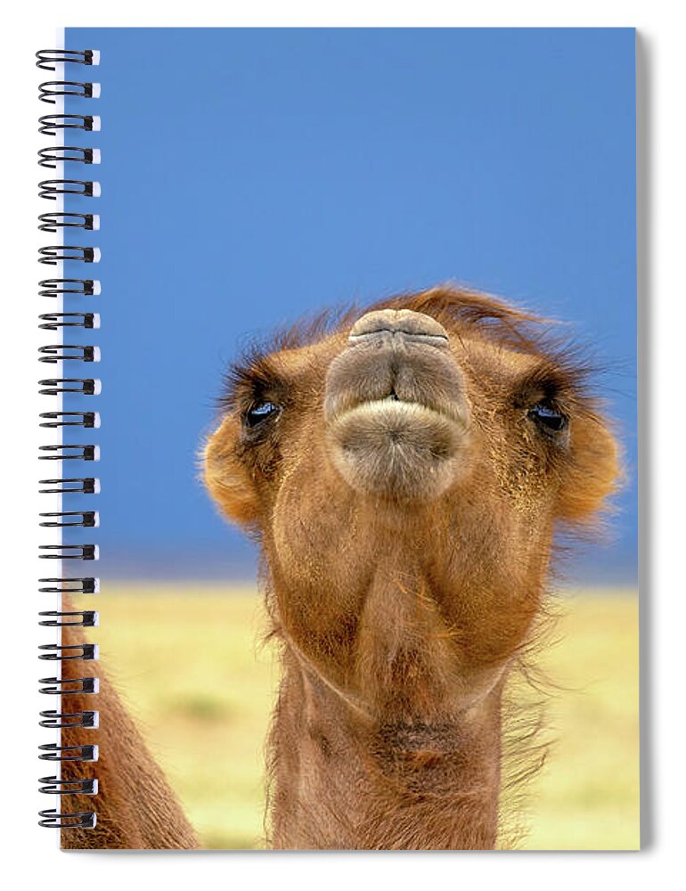 Camel Spiral Notebook featuring the photograph Bactrian camel portrait in steppe by Mikhail Kokhanchikov
