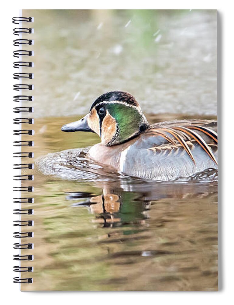 Baikal Teal Spiral Notebook featuring the photograph Baikal Teal, a beautiful and rare visitor in Sweden by Torbjorn Swenelius
