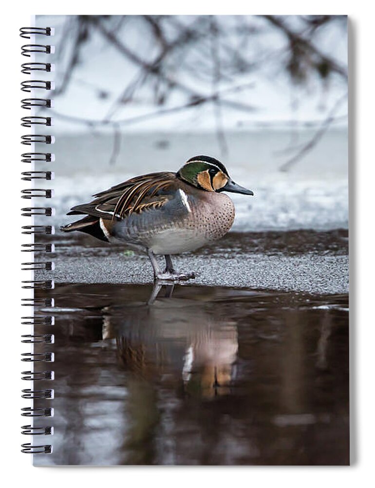 Baikal Teal Spiral Notebook featuring the photograph Baikal Teal a rare visitor in Sweden by Torbjorn Swenelius