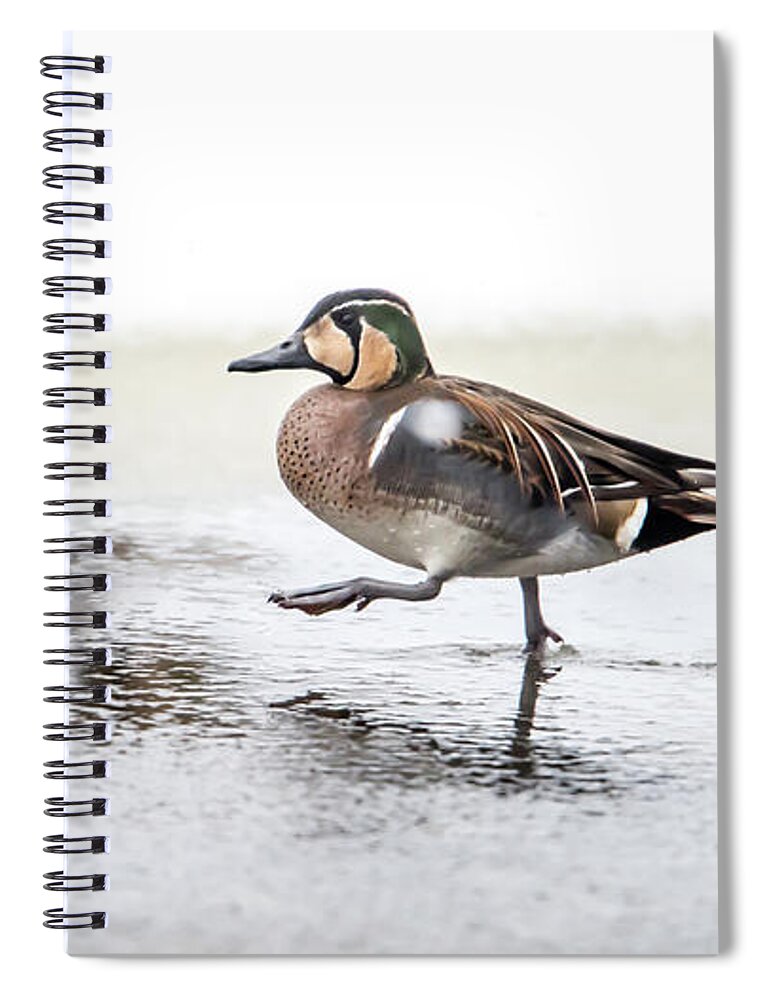 Baikal Teal Spiral Notebook featuring the photograph Baikal Teal, the beautiful and rare visitor in Sweden, walks wit by Torbjorn Swenelius