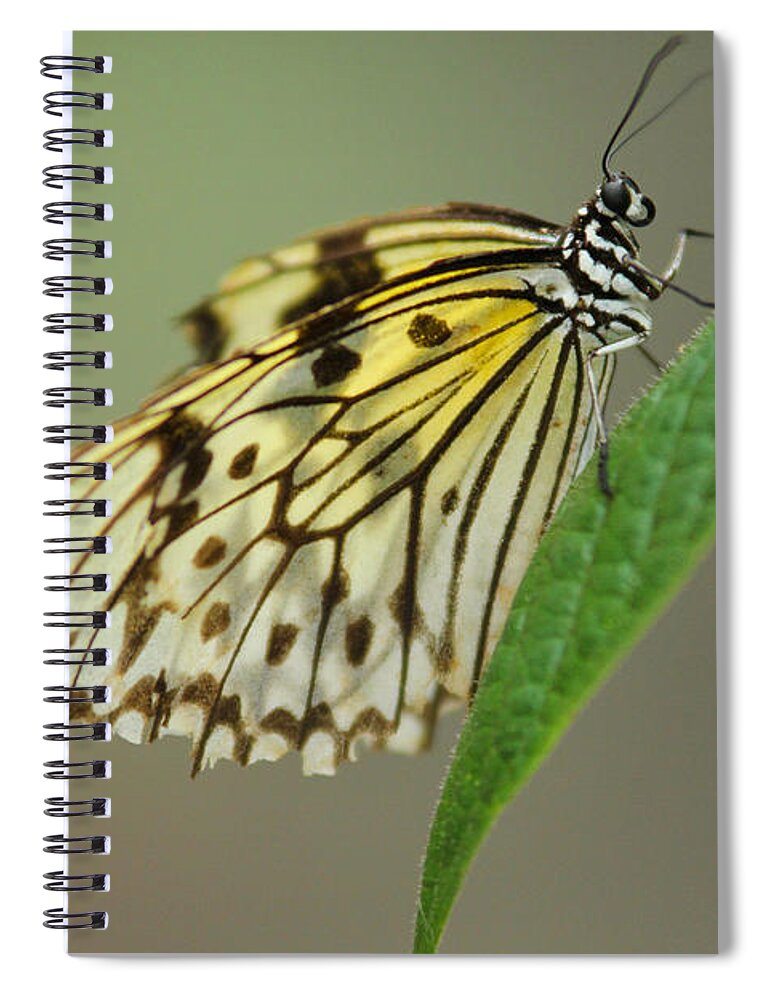 Butterfly Spiral Notebook featuring the photograph Balancing Butterfly by Montez Kerr