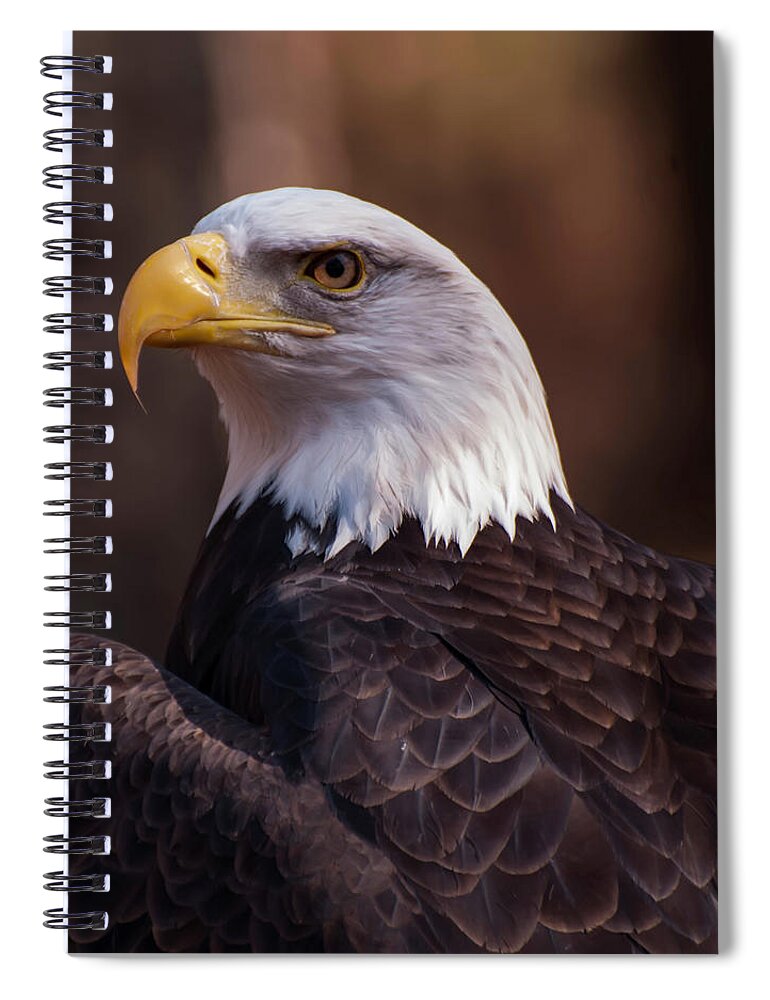 Bald Eagle Spiral Notebook featuring the photograph Bald Eagle 2 by Flees Photos