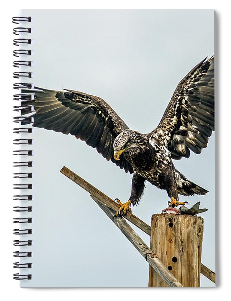 Bald Eagle Spiral Notebook featuring the photograph Bald Eagle 2347-021321-2 by Tam Ryan