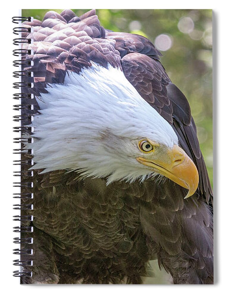Bald Eagle Spiral Notebook featuring the photograph Bald Eagle Face Mask by Dawn Key