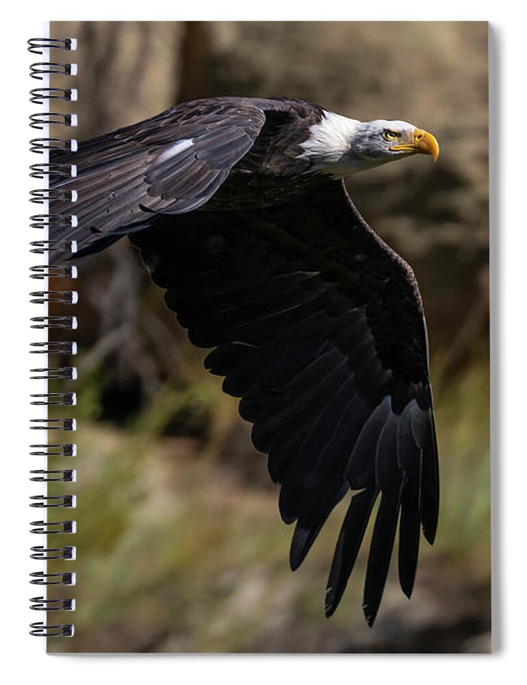 Bird Species Spiral Notebook featuring the photograph Bald Eagle Flaps Down by Steven Krull