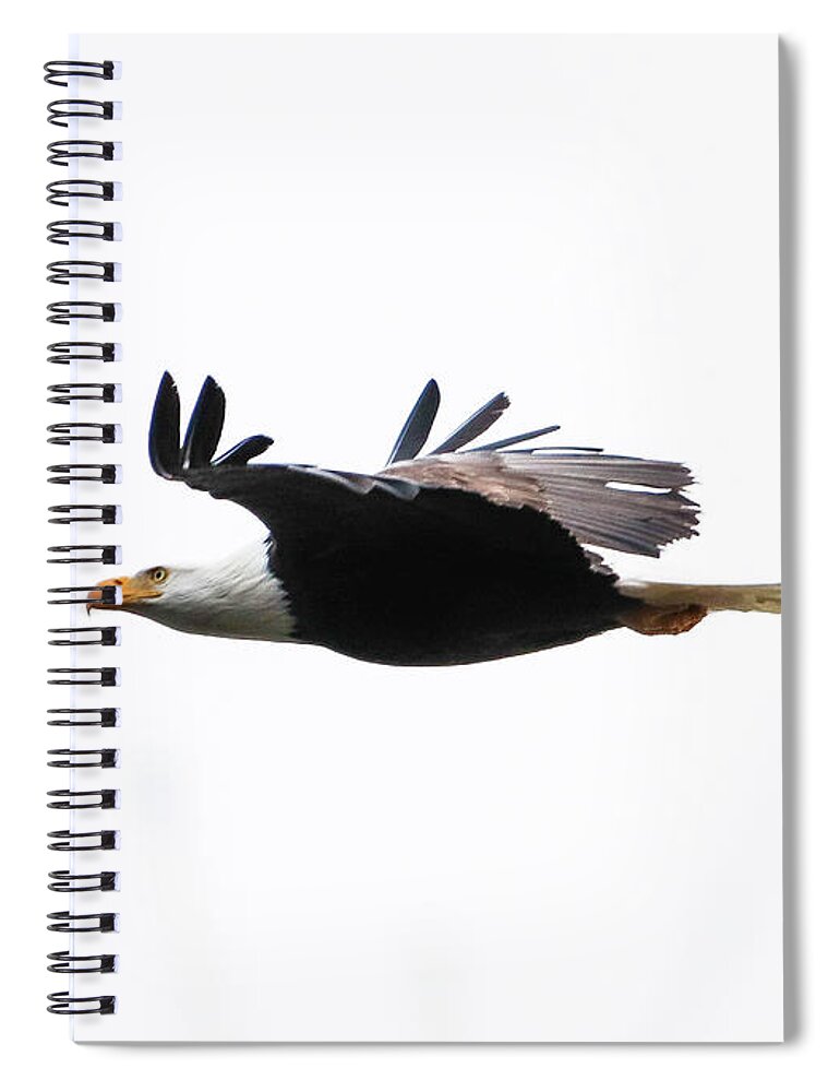 Bald Eagle Spiral Notebook featuring the photograph Bald Eagle in Flight by Tahmina Watson