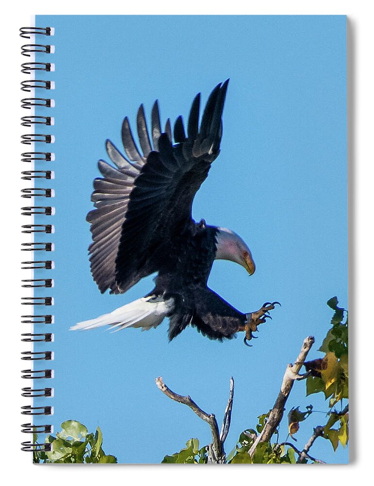 Bald Eagle Spiral Notebook featuring the photograph Bald Eagle by Ken Stampfer