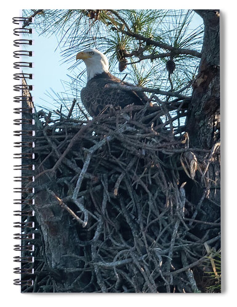 Eagle Spiral Notebook featuring the photograph Bald Eagle on Nest by Bradford Martin