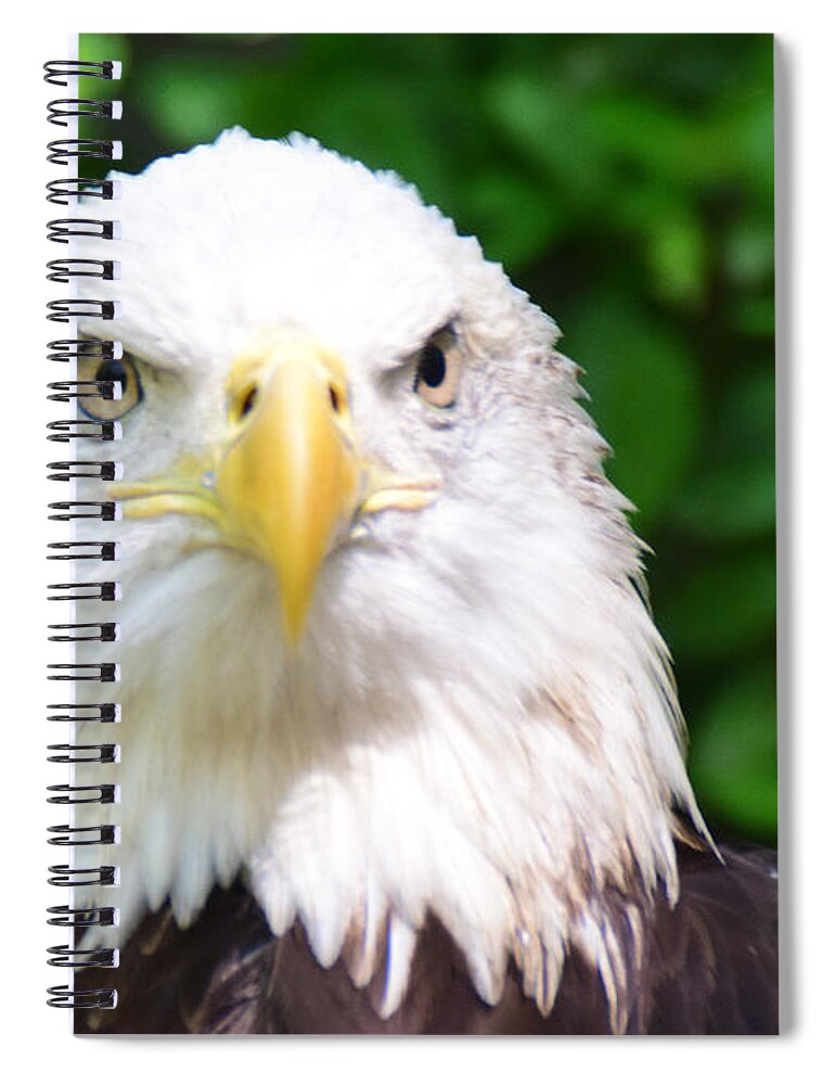 Bird Spiral Notebook featuring the photograph Bald Eagle Stare by Ed Stokes