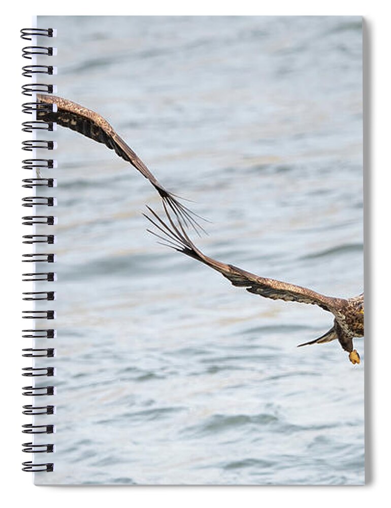Wildlife Spiral Notebook featuring the photograph Bald Eagles Fight For Fish by Rehna George