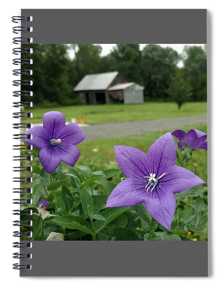 Balloon Flower Spiral Notebook featuring the photograph Balloon Flowers and Barn by Vicki Noble