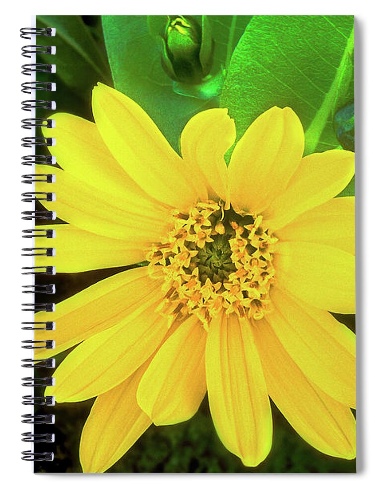 Dave Welling Spiral Notebook featuring the photograph Balsamroot Wildflower Balsamorhiza Sagitatta Wyoming by Dave Welling