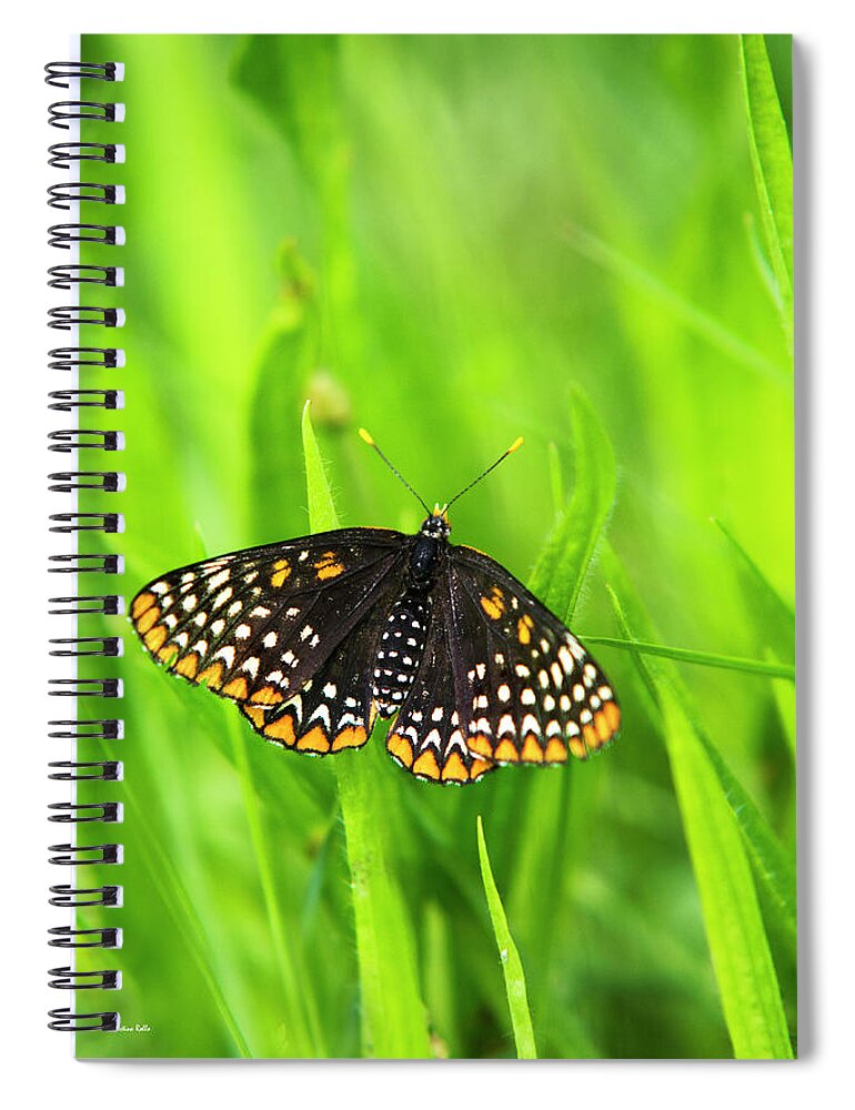 Baltimore Checkerspot Butterfly Spiral Notebook featuring the photograph Baltimore Checkerspot Butterfly by Christina Rollo