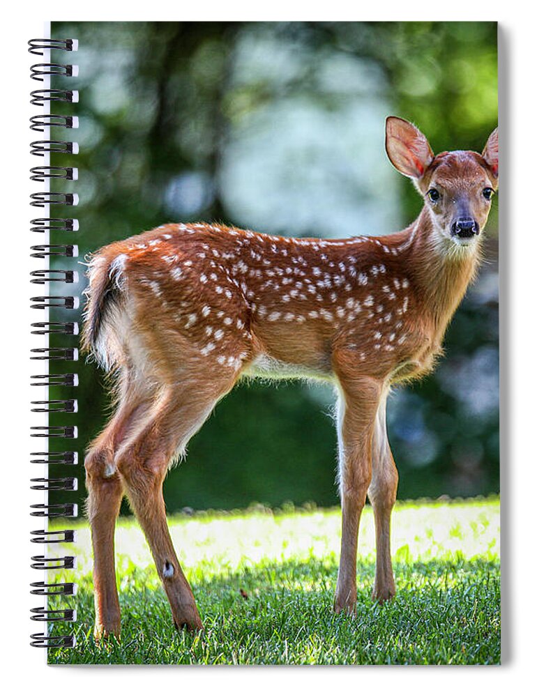 Deer Spiral Notebook featuring the photograph Bambi by Dale R Carlson