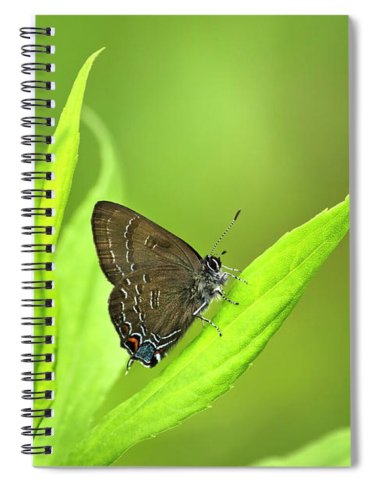 Butterfly Spiral Notebook featuring the photograph Banded Hairstreak Butterfly Resting On Green Leaf by Christina Rollo