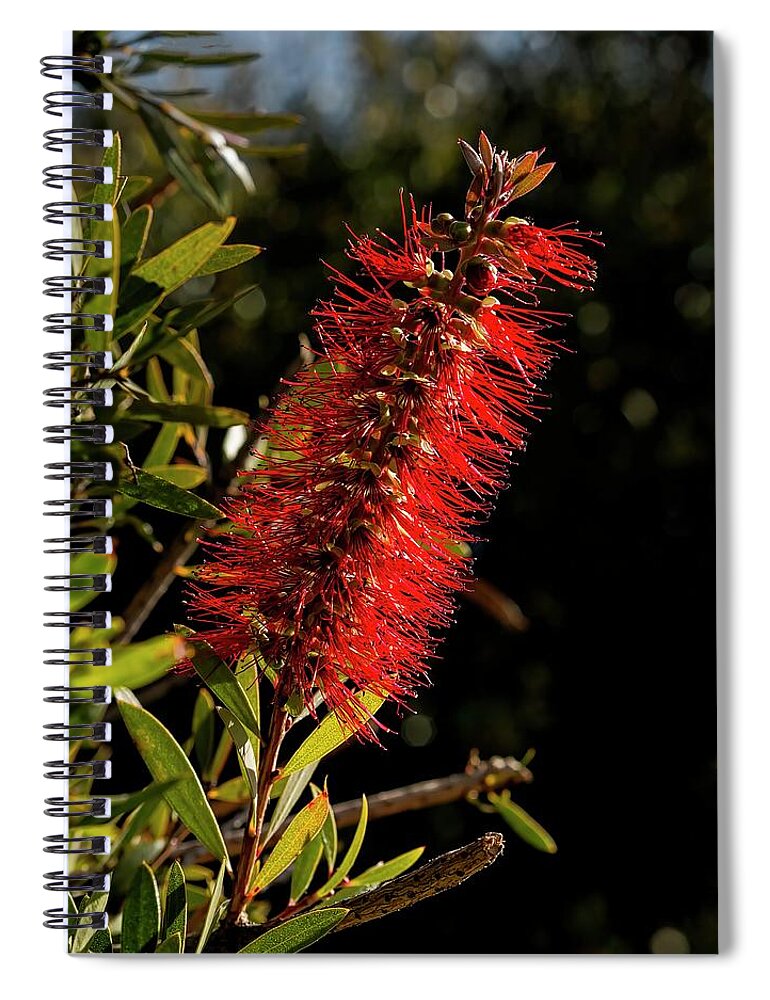 Banksia Spiral Notebook featuring the photograph Bottlebrush - Canberra _ Australia by Steven Ralser