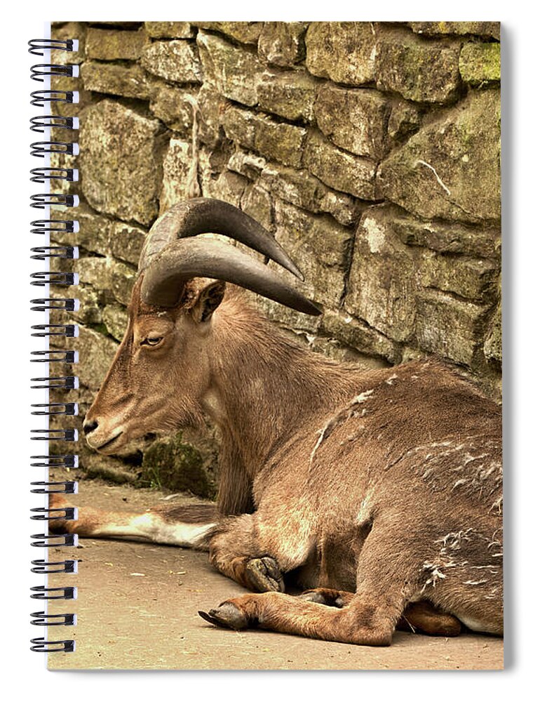 Anumal Spiral Notebook featuring the photograph Barbary Sheep by Stephen Melia