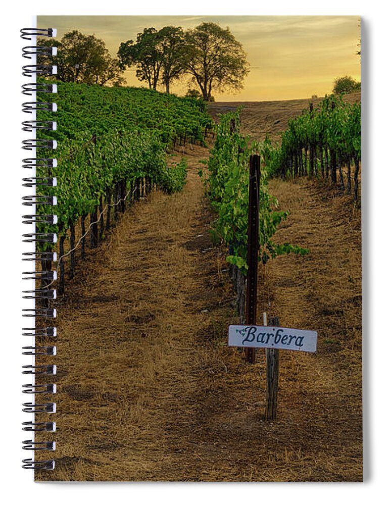 Barbera Spiral Notebook featuring the photograph Barbera Grapes at Sunset by Abigail Diane Photography