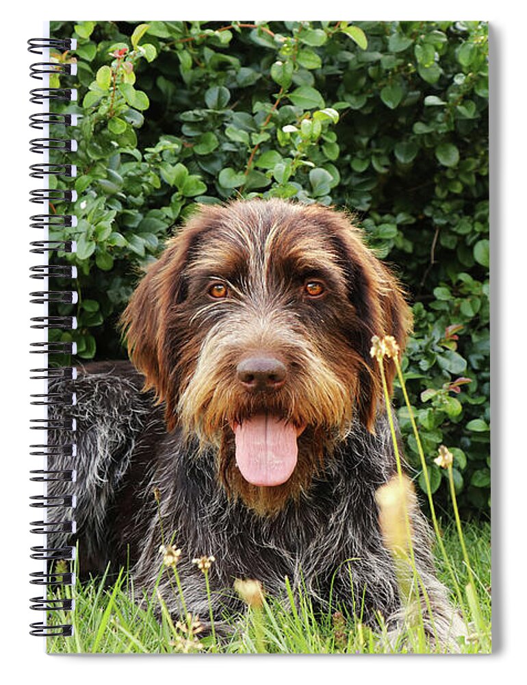 Dog Spiral Notebook featuring the photograph Barbu tcheque typical for czech republic lying in shadow during hot summer days. Female dog with tongue out is looking at camera. Outdoor activities. Tired after hunting. Happy expression by Vaclav Sonnek