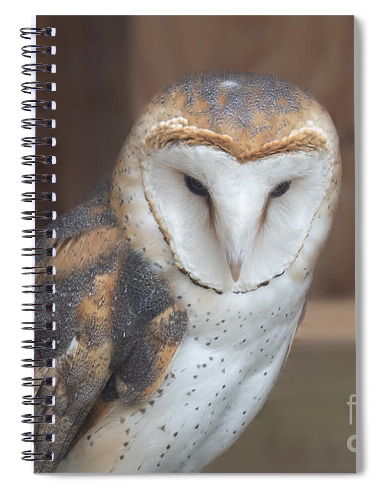 Barn Owl Spiral Notebook featuring the photograph Barn Owl at Moccasin Lake by L Bosco