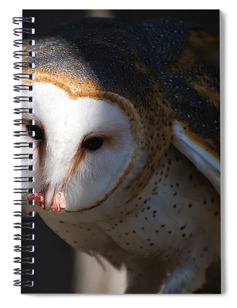 Barn Owl Spiral Notebook featuring the photograph Barn Owl Eating 2 by Flees Photos