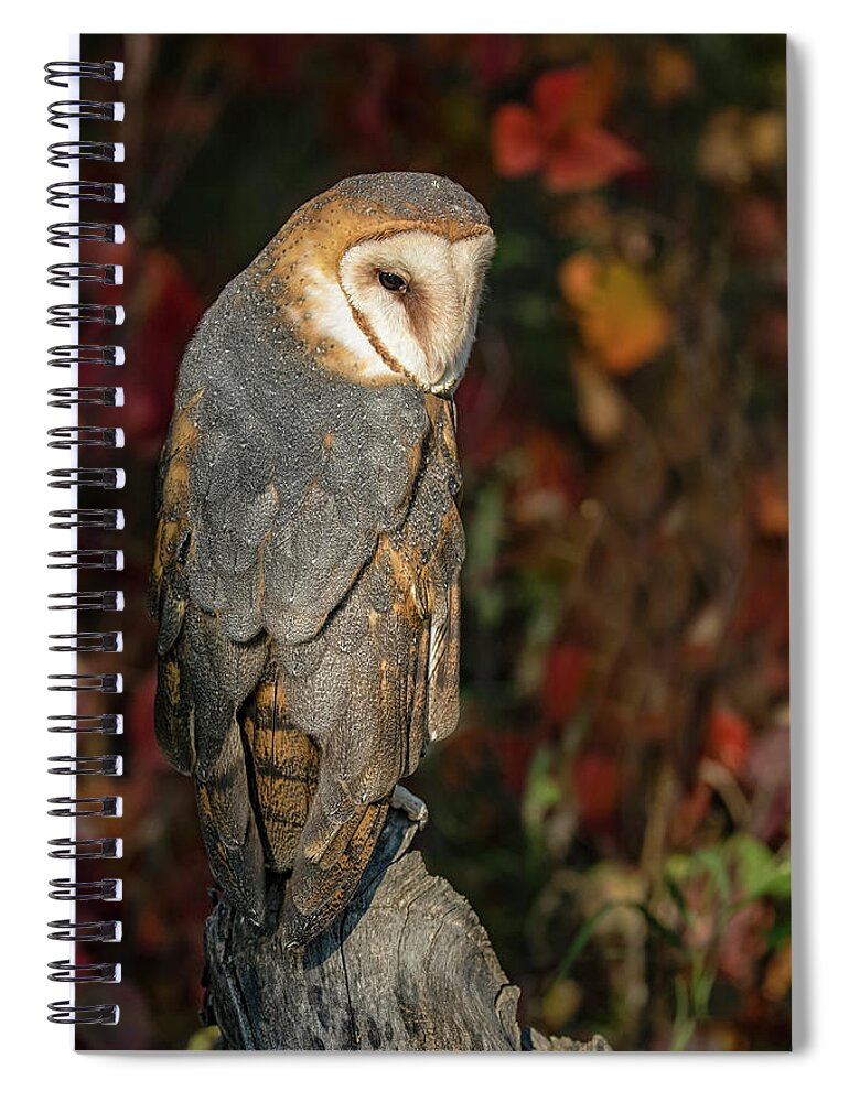 Barn Owl Spiral Notebook featuring the photograph Barn Owl in Autumn by Dawn Key