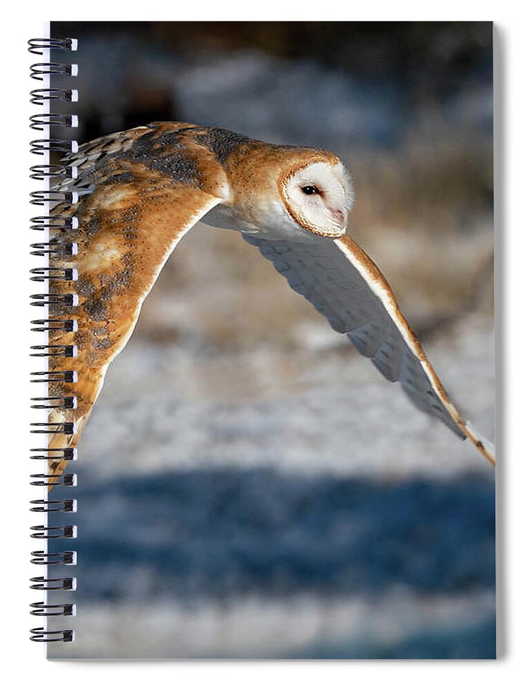 Barn Owls Spiral Notebook featuring the photograph Barn Owl in Flight by Judi Dressler