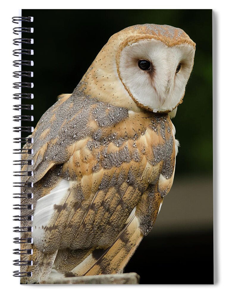Barn Owl Looking On Spiral Notebook featuring the photograph Barn Owl looking on by Carolyn Hall
