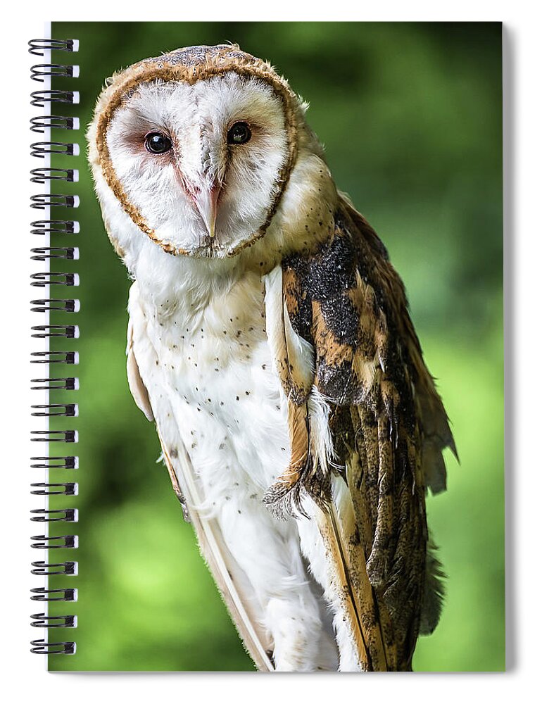 Raptors Owl Barn Owl Spiral Notebook featuring the photograph Barn owl by Robert Miller