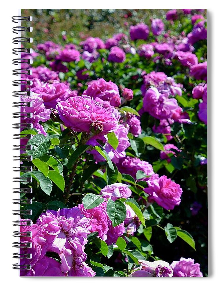 Baronne Prevost Spiral Notebook featuring the photograph Baronne Prevost by Lynn Hunt