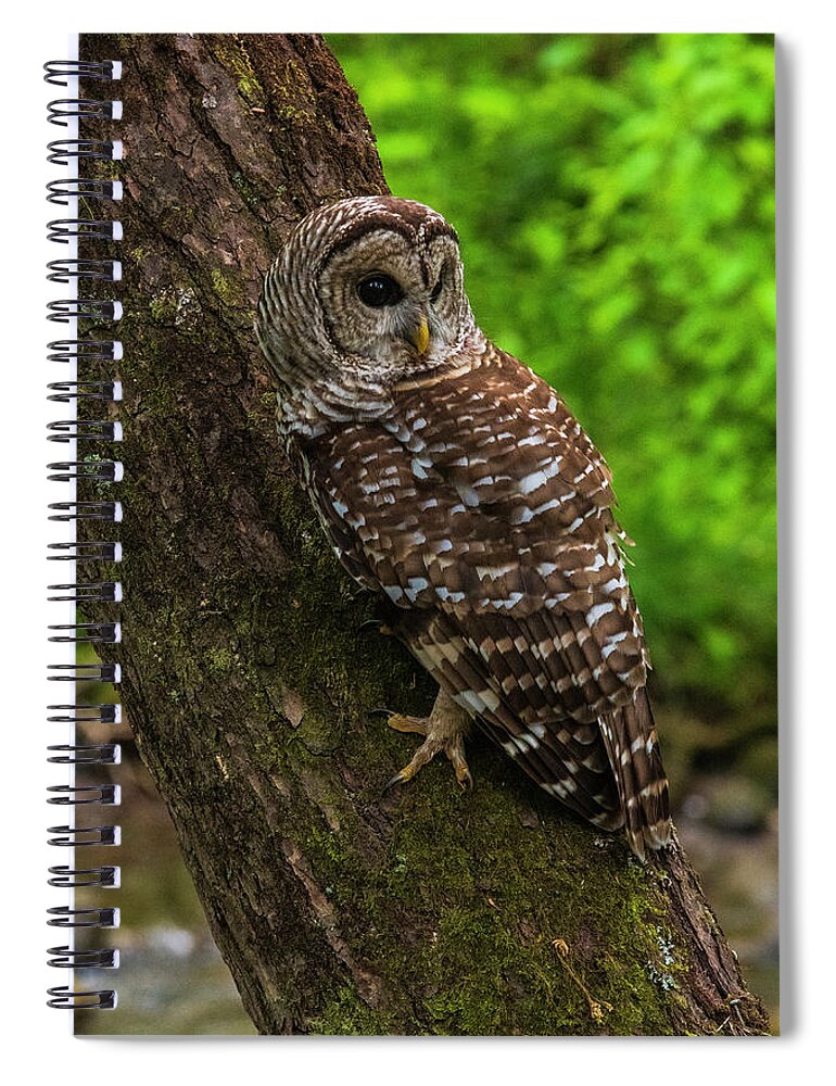 Great Smoky Mountains National Park Spiral Notebook featuring the photograph Barred Owl 2 by Melissa Southern