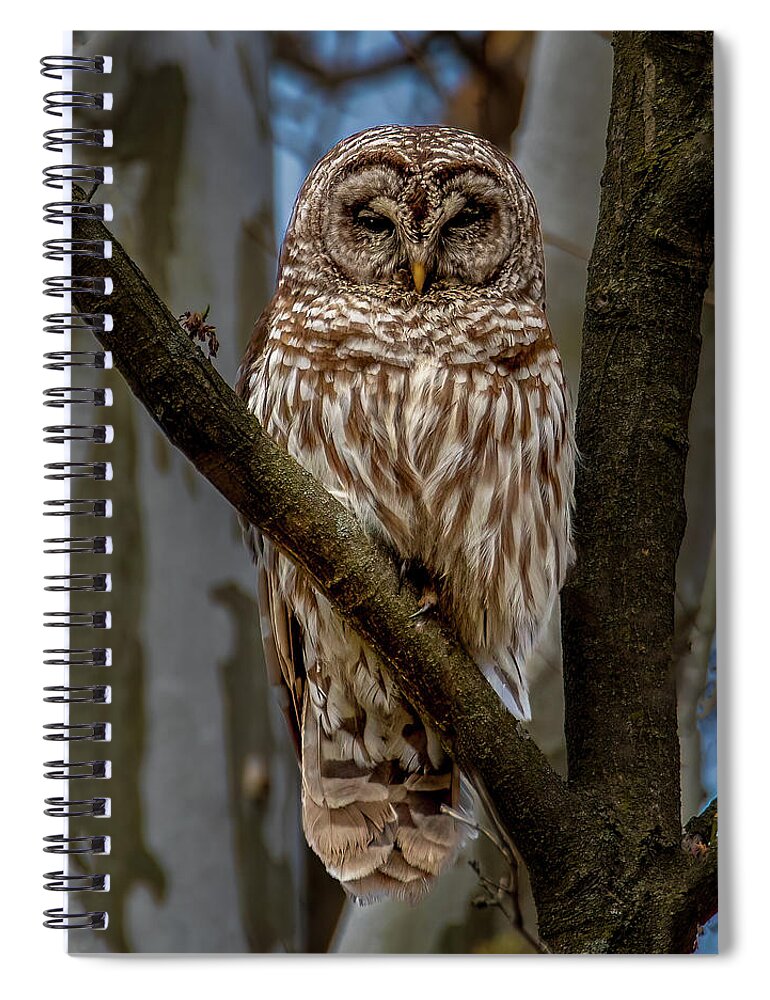 Animal Spiral Notebook featuring the photograph Barred Owl by Brian Shoemaker