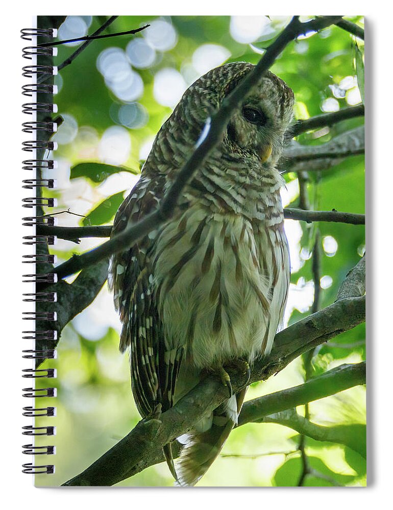 Barred Spiral Notebook featuring the photograph Barred Owl by David Beechum