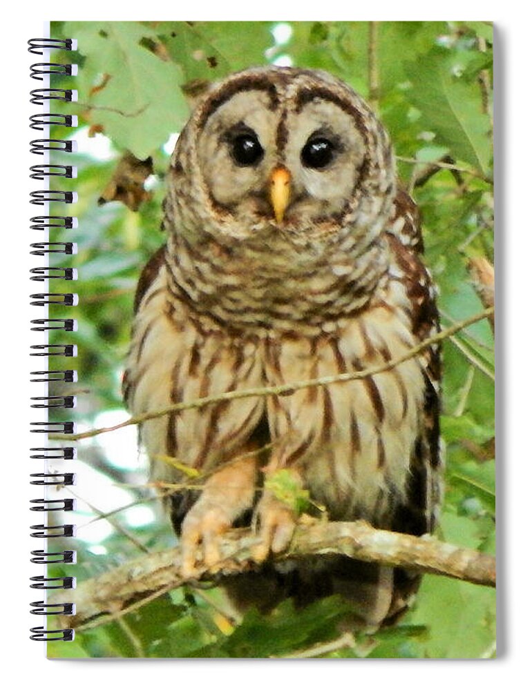 Bird Spiral Notebook featuring the photograph Barred Owl by Karen Stansberry