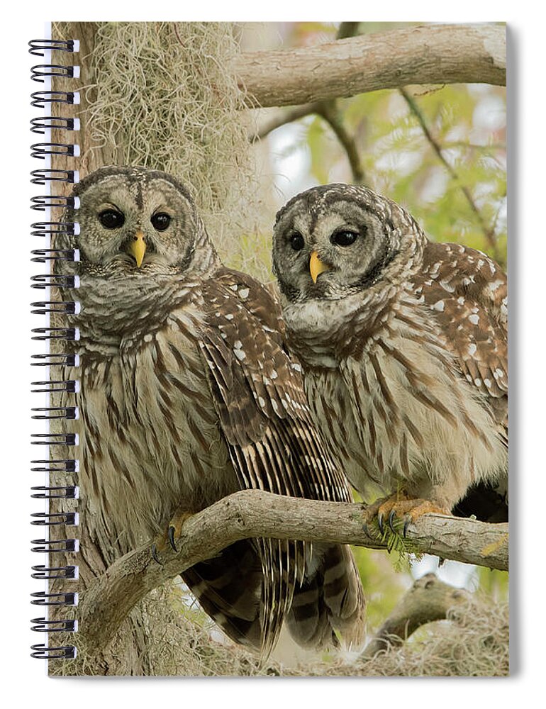 Ron Bielefeld Spiral Notebook featuring the photograph Barred Owl Pair by Ron Bielefeld