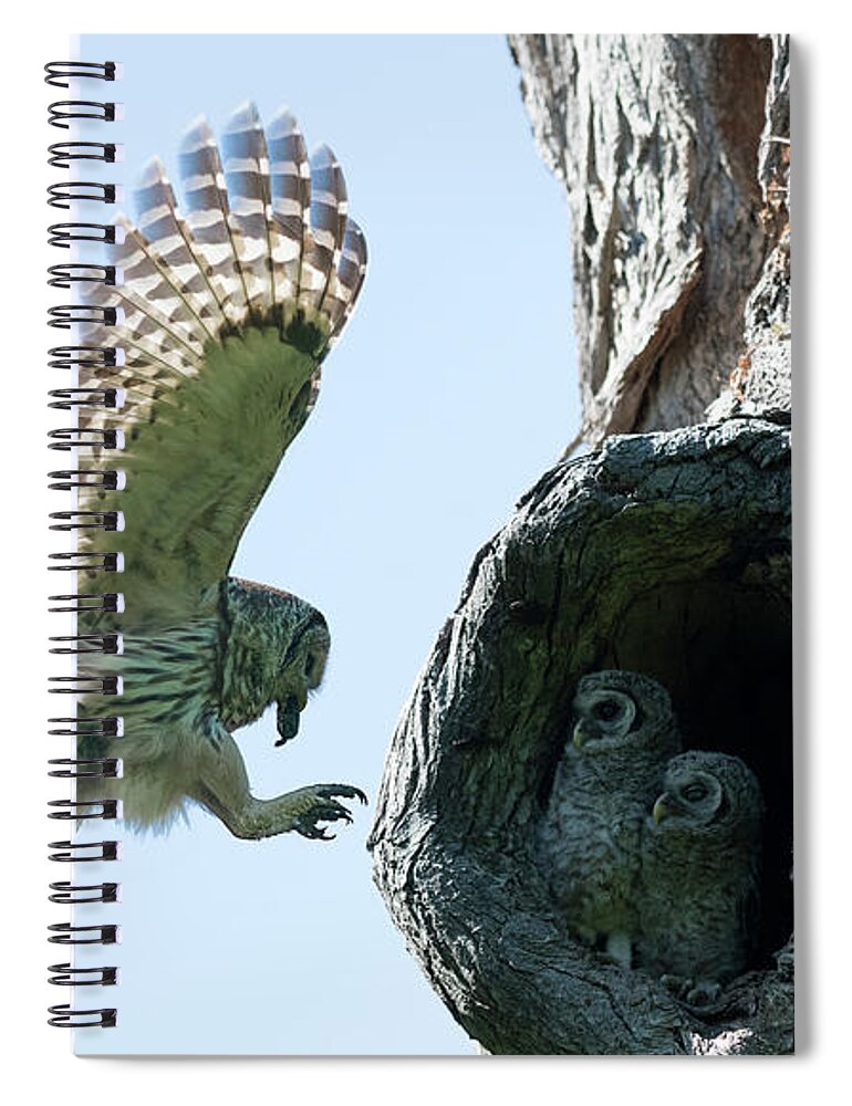 Baby Barred Owls Spiral Notebook featuring the photograph Feeding Time - Female Barred owl by Puttaswamy Ravishankar