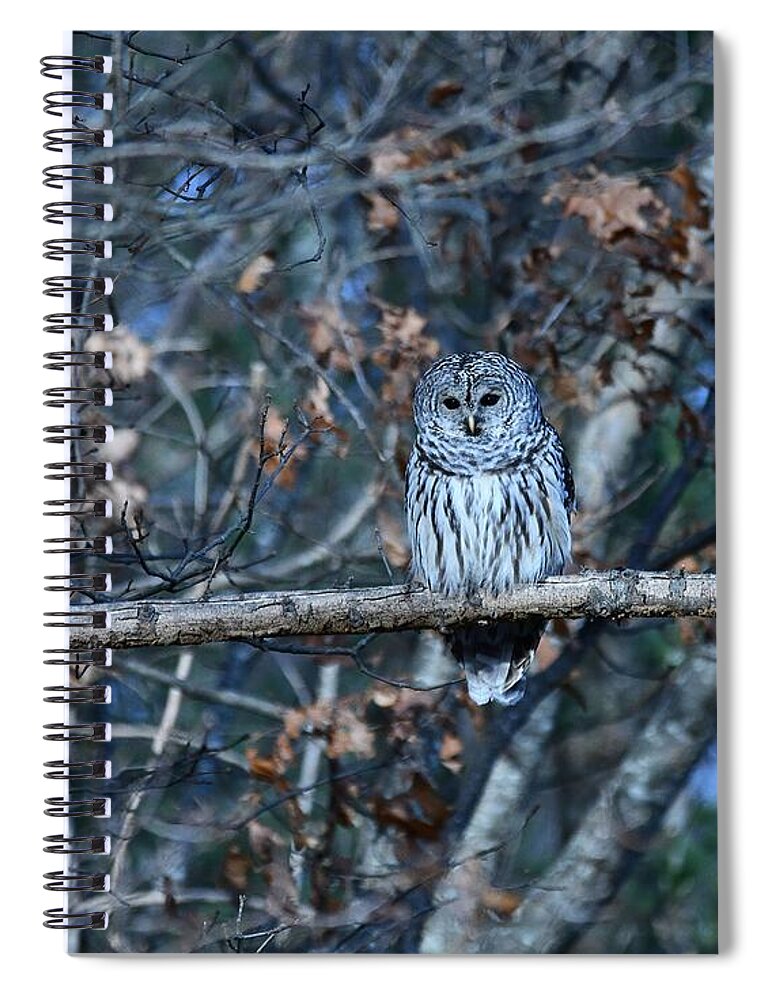 Owls Spiral Notebook featuring the photograph Barred Owl by Steve Brown