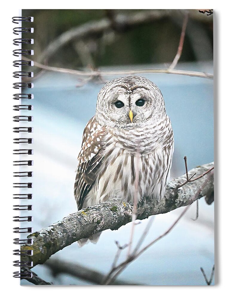 Barred Spiral Notebook featuring the photograph Barred Owl by Steven Nelson